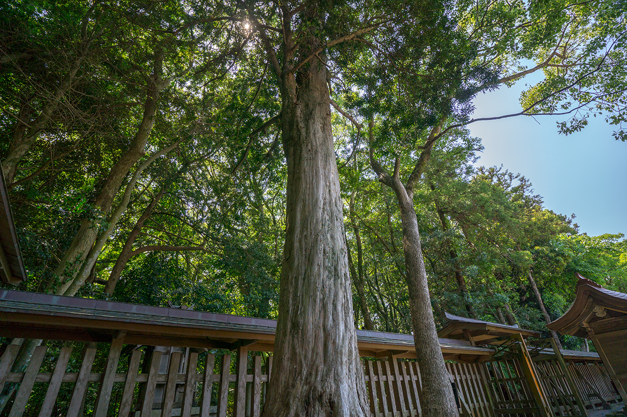 御神木の代わりに植えられた楢の木
