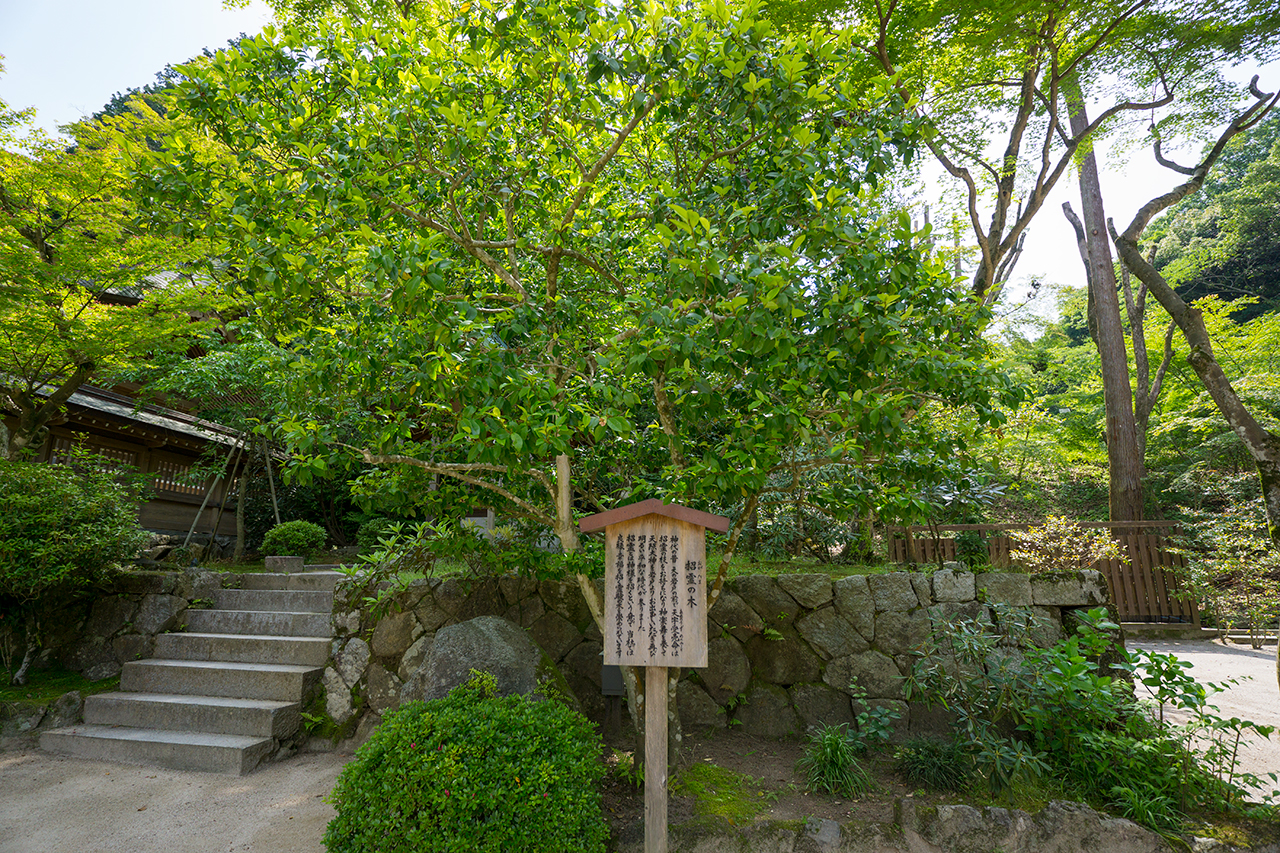 竈門神社 招霊の木