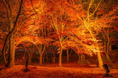 竈門神社 竈門神社 紅葉のライトアップ
