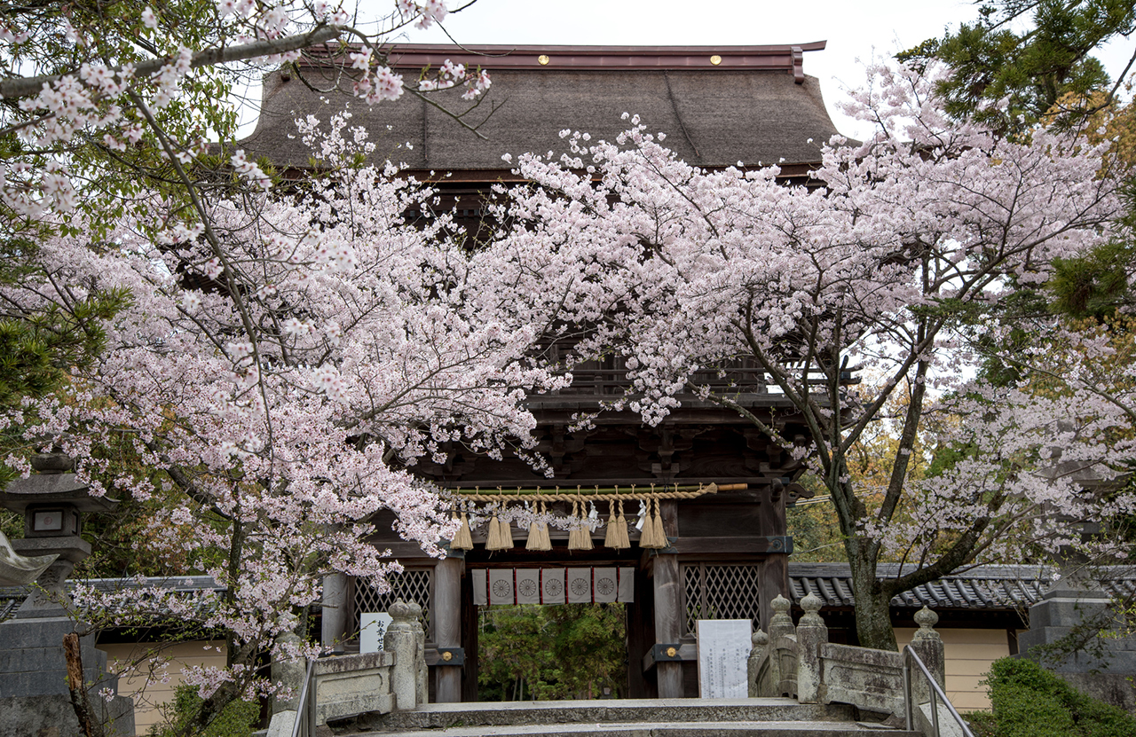 香椎宮の楼門と桜