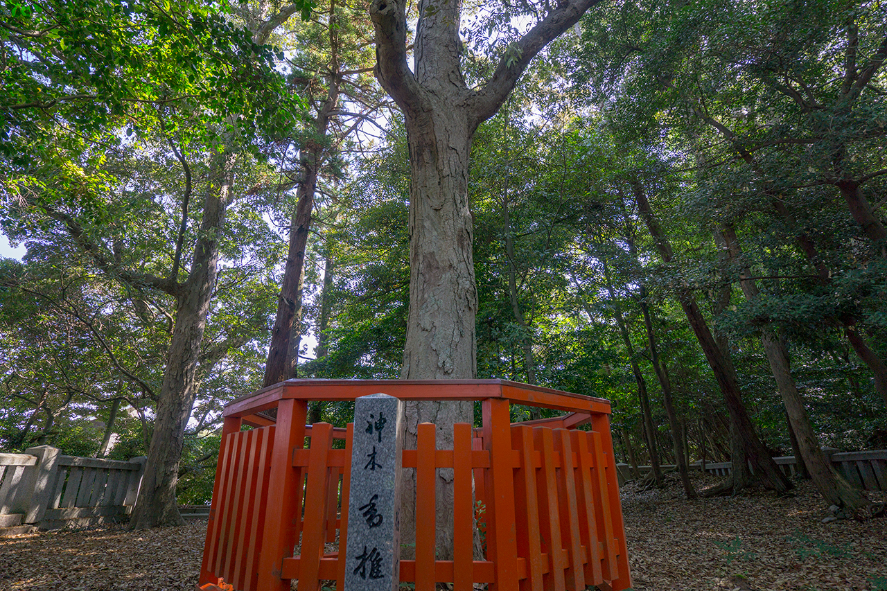 香椎の由来になったご神木