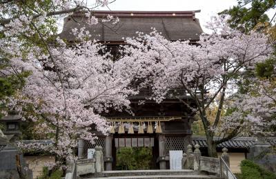 香椎宮 香椎宮の楼門と桜