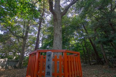 香椎宮 香椎の由来になったご神木