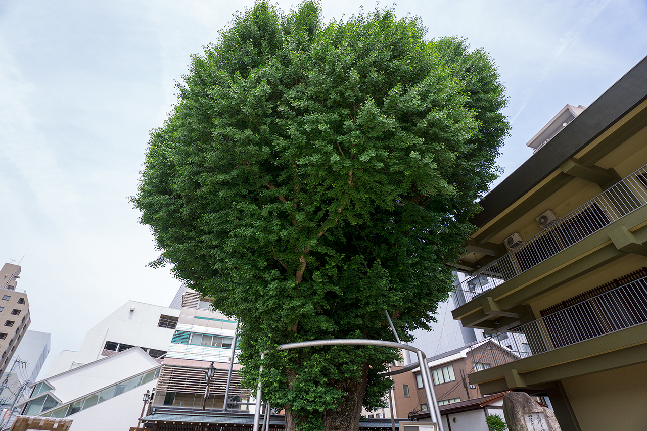 櫛田の銀杏 上部