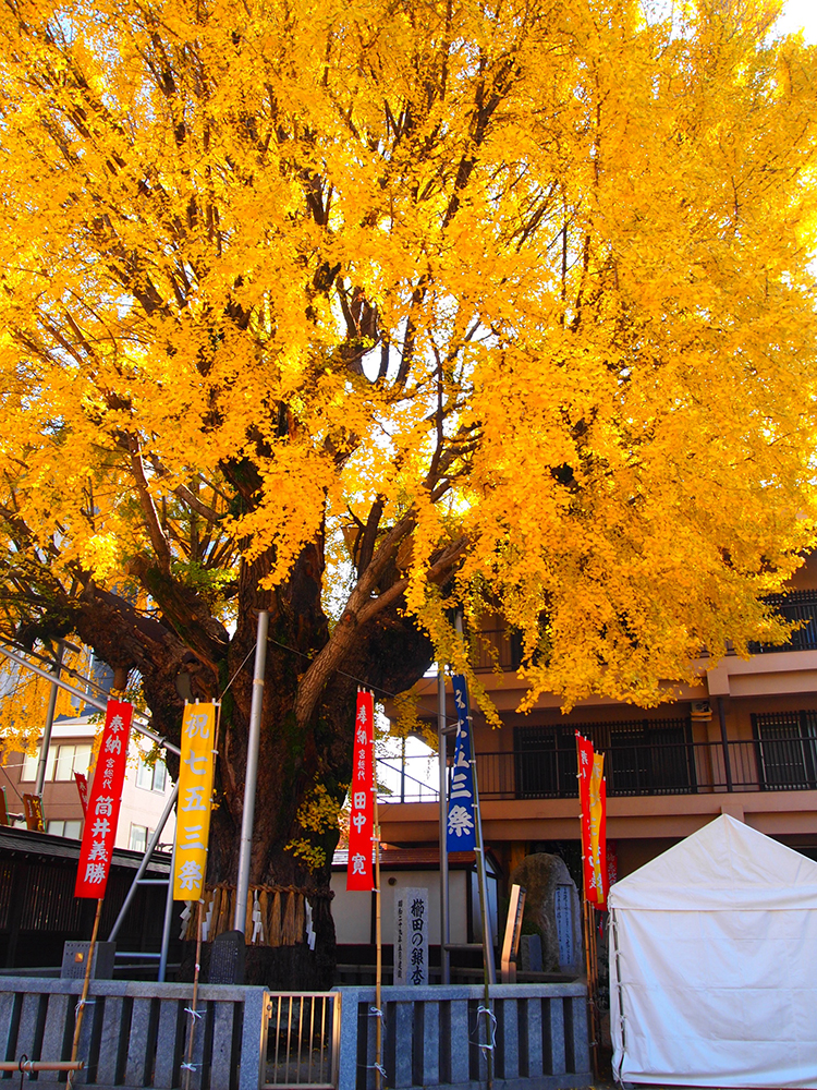 紅葉した櫛田の銀杏