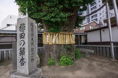 櫛田神社 櫛田の銀杏碑と銀杏