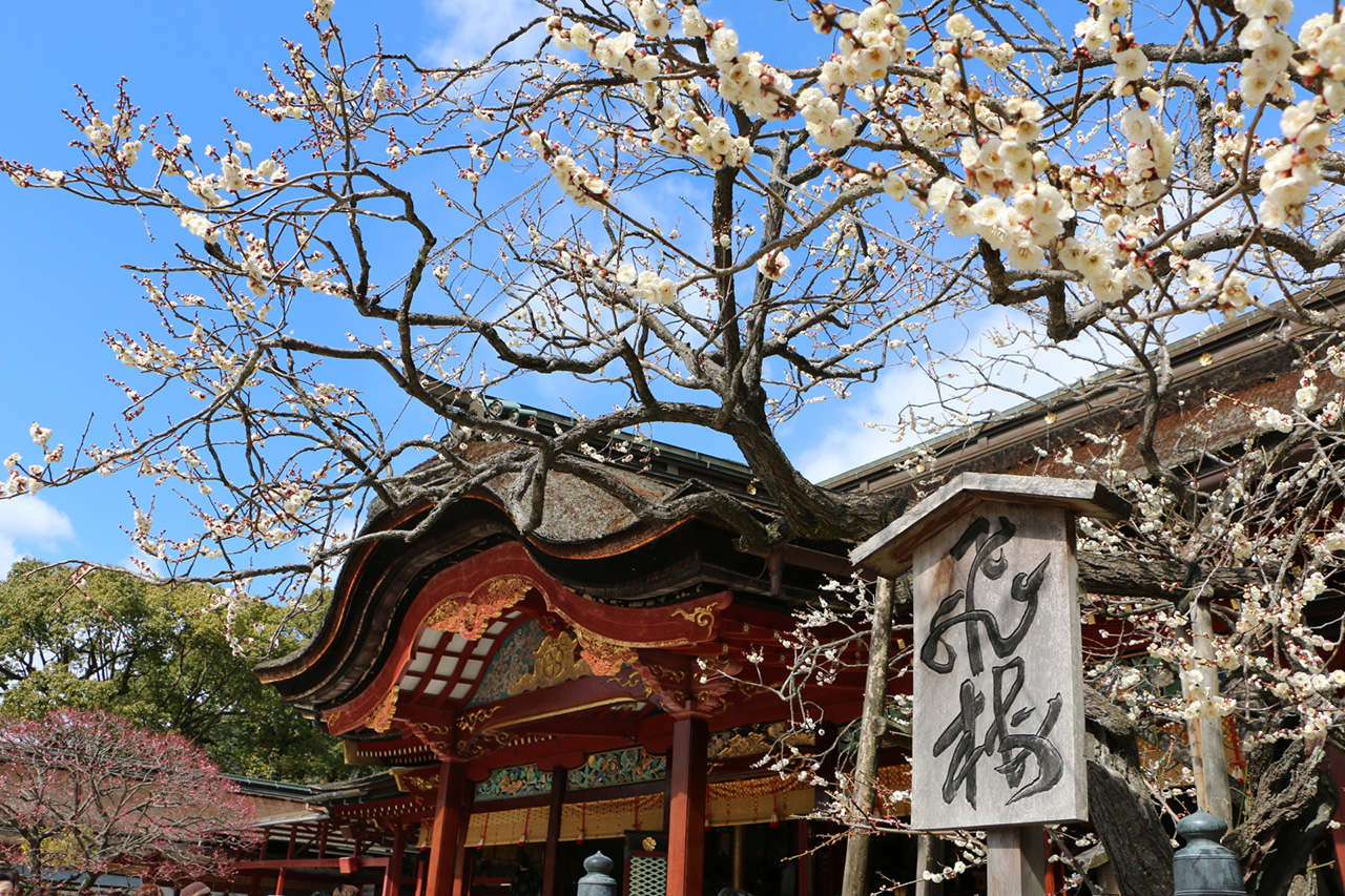 咲いた飛梅