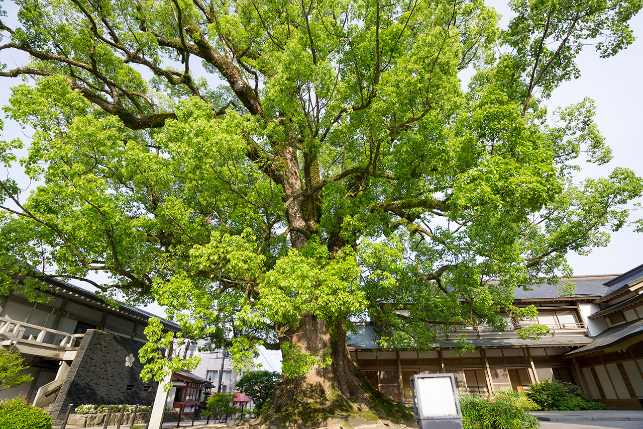 大樟