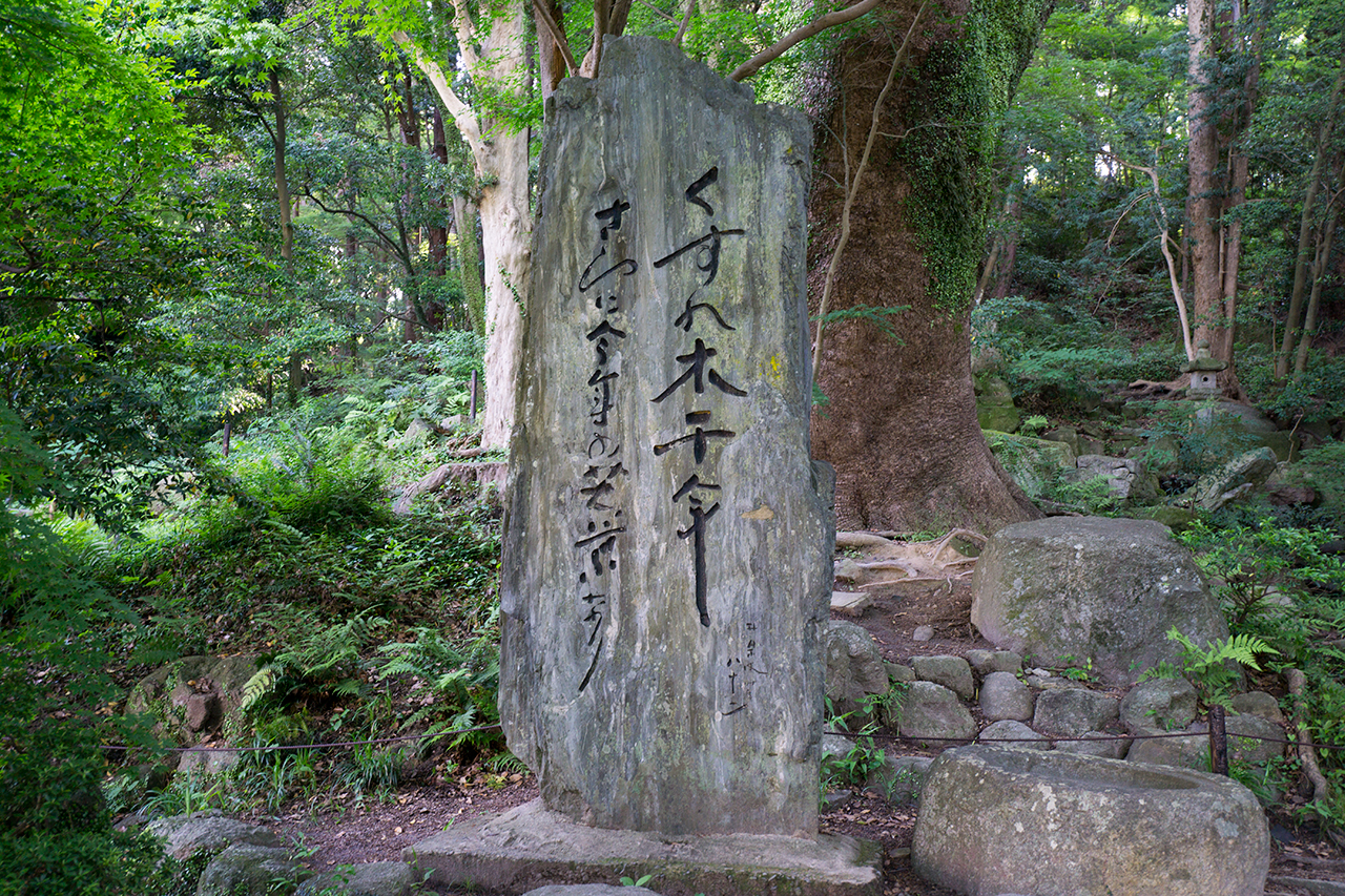 千年樟