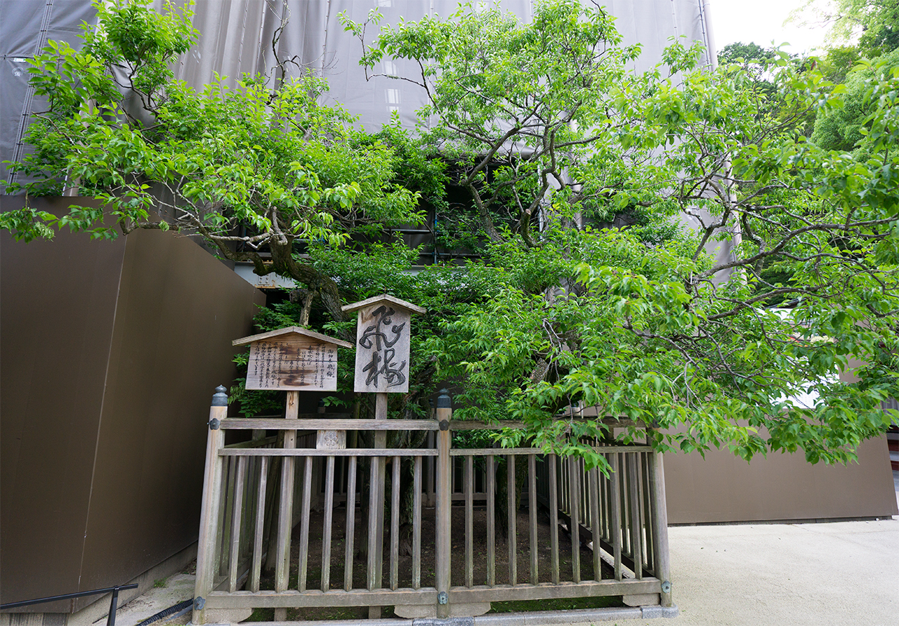 仮殿の裏側にある飛梅