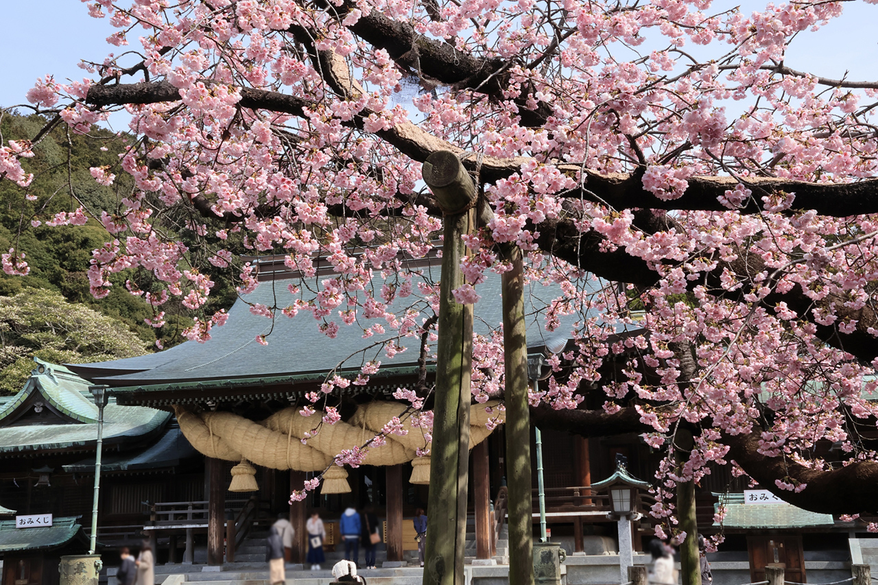 夫婦桜
