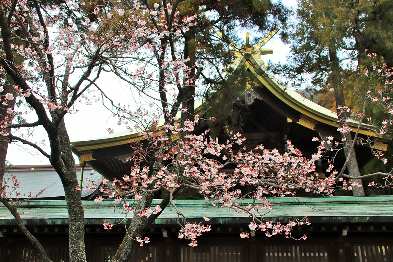 開運桜
