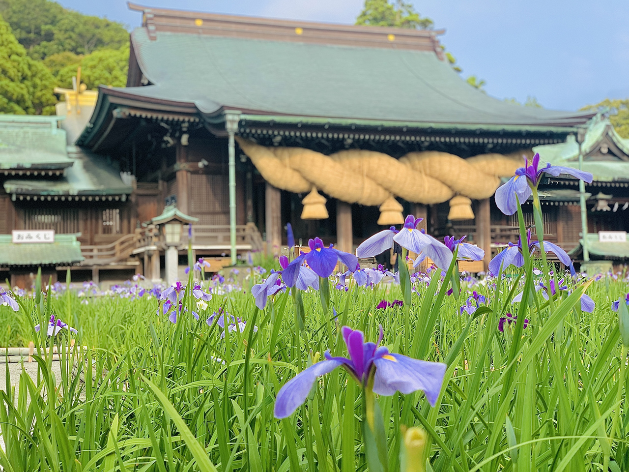 江戸菖蒲