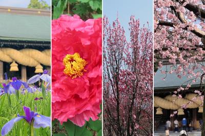 宮地嶽神社 四季の花々