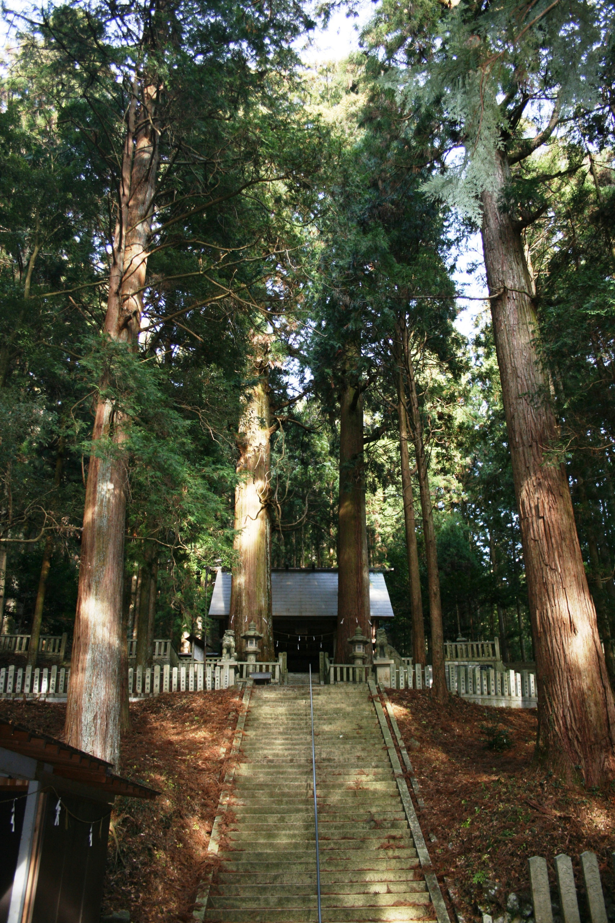 恵那神社の夫婦杉