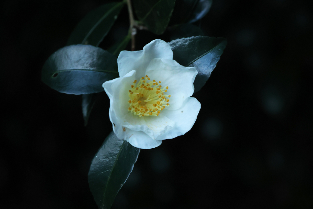 開花した白玉椿