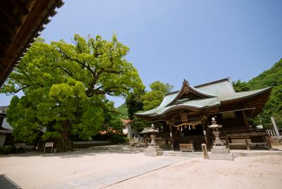 糸碕神社 拝殿と大楠
