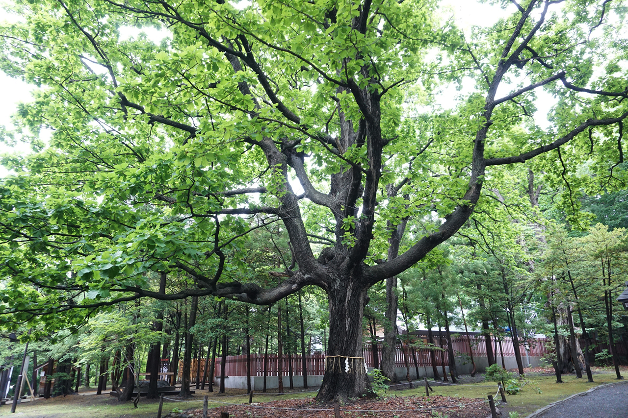 北海道神宮 御神木の柏木