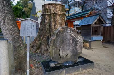 生田神社 生田神社 楠の御神木