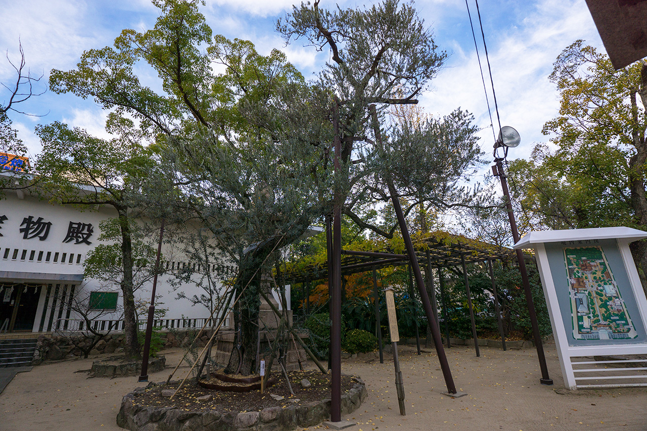 湊川神社 オリーブ樹 横