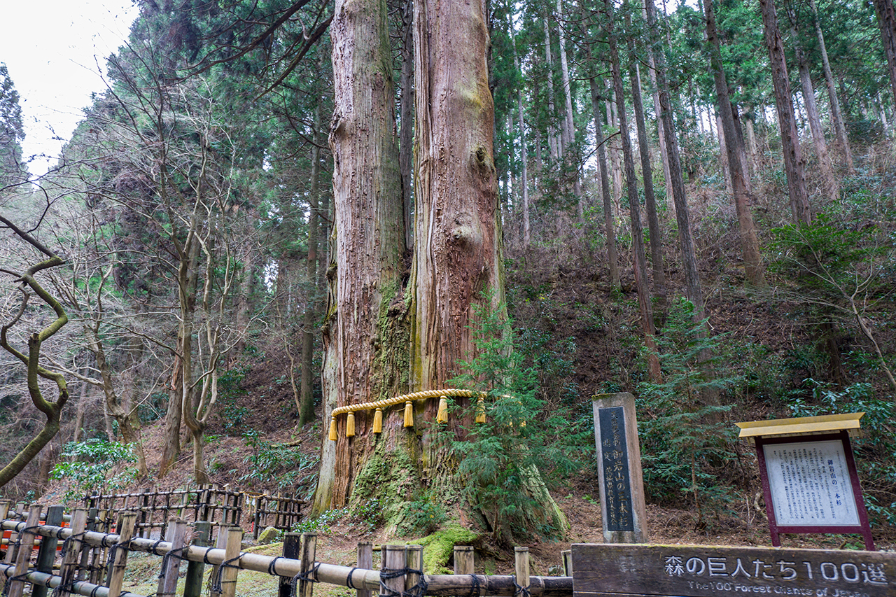 御岩神社 三本杉