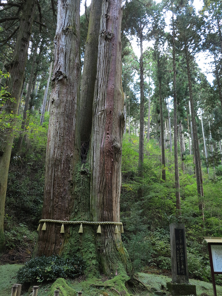 三本杉 裏