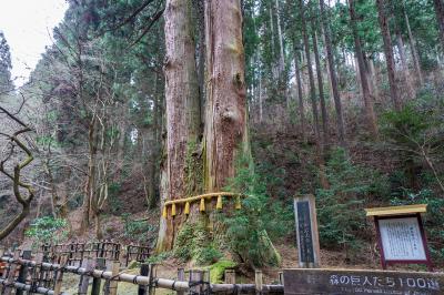 御岩神社 三本杉