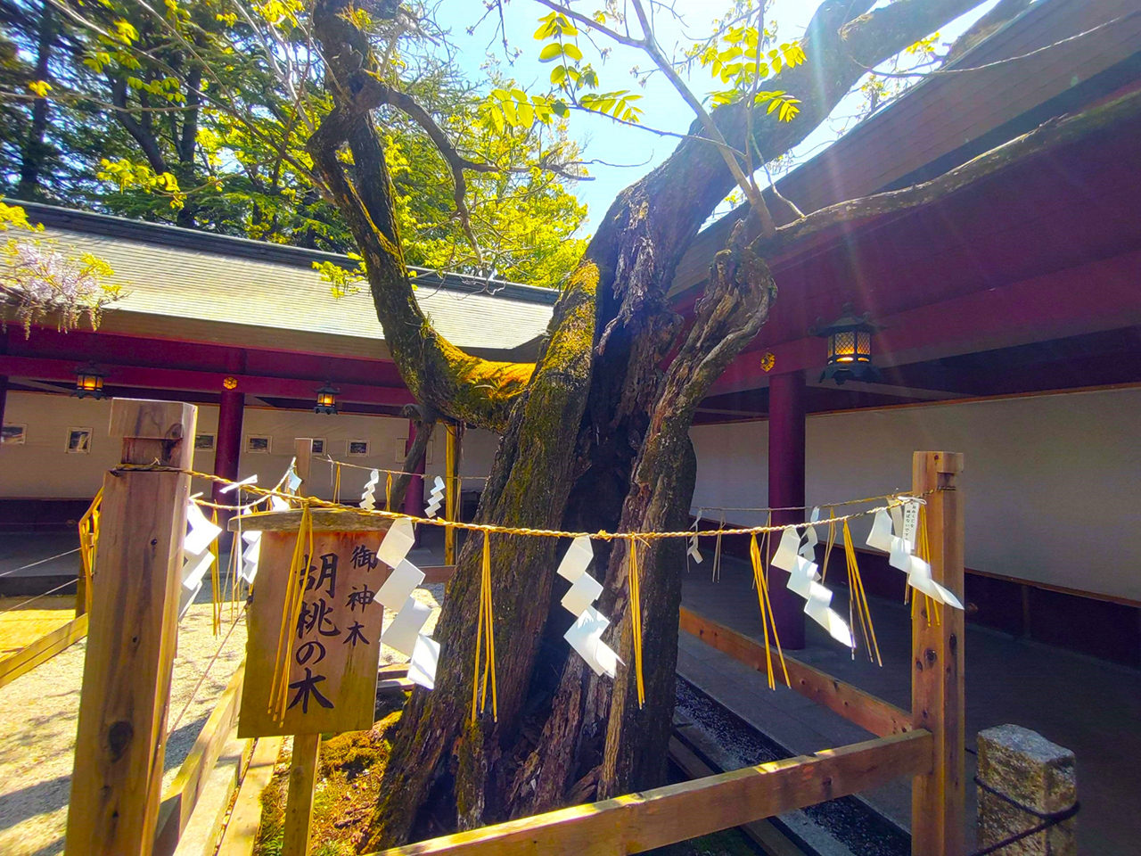 御神木 胡桃の木
