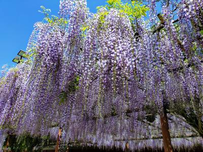 笠間稲荷神社 大藤