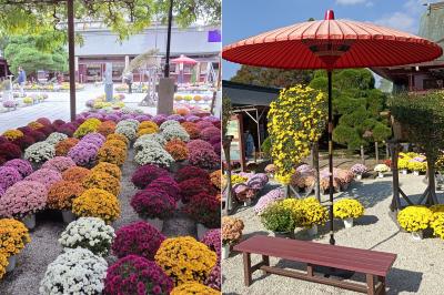 笠間稲荷神社 菊まつり中の境内の様子