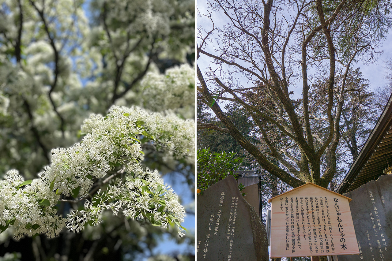 なんじゃもんじゃの木