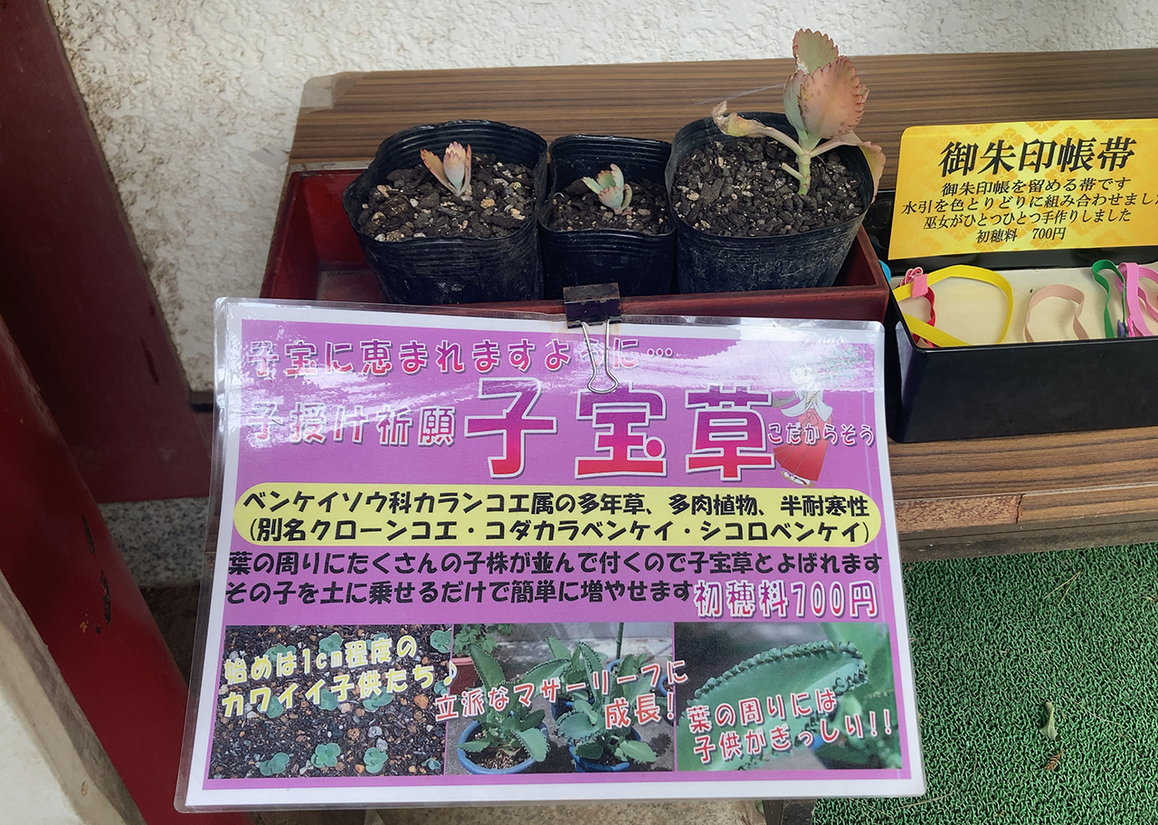子宝草
