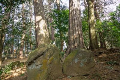 大寳八幡宮 夫婦檜と夫婦石