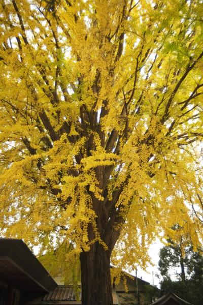 大寳八幡宮 大銀杏