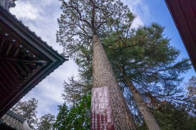 大寳八幡宮 大王松