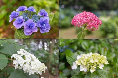 大寳八幡宮 あじさい祭り