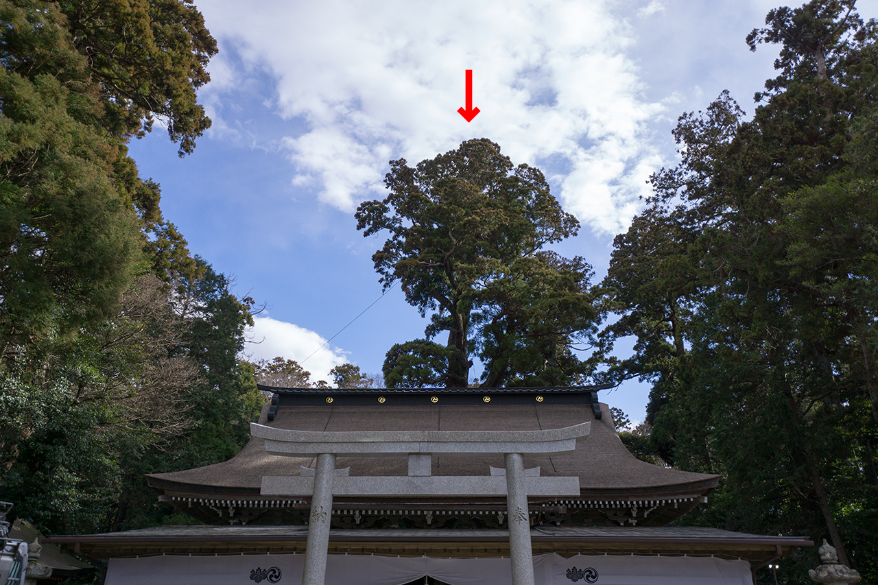 拝殿から見える御神木