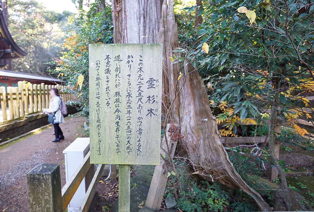 霊杉木