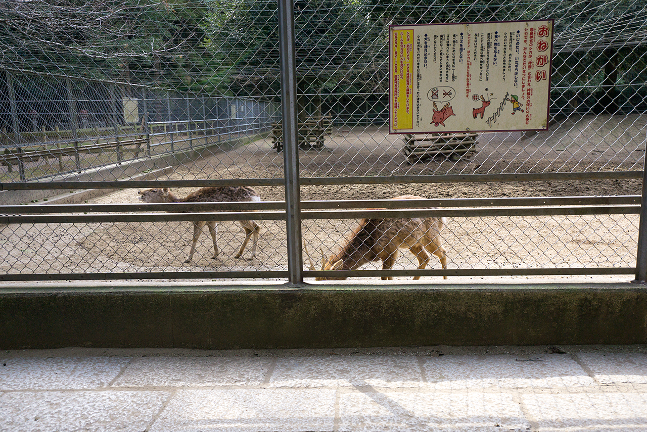 鹿園
