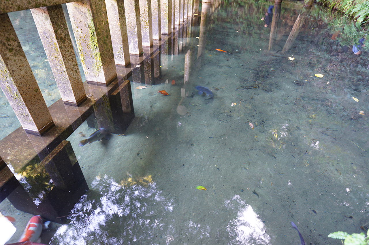 御手洗池の水面