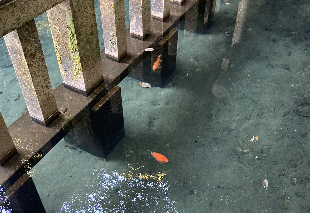 御手洗池 鯉