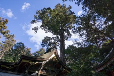 鹿島神宮 本殿裏の御神木