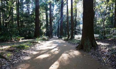 鹿島神宮 境内の木々