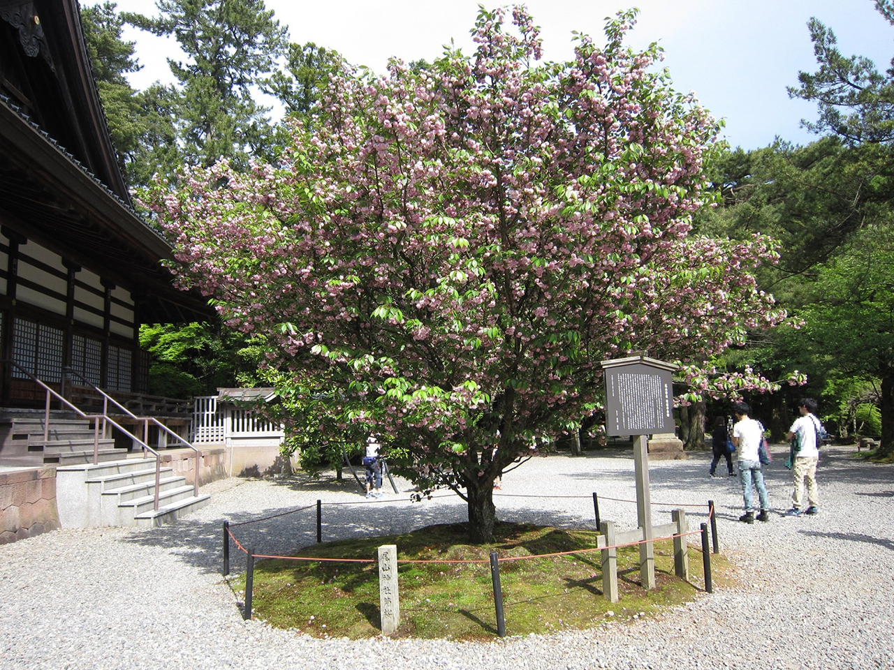 黄桜
