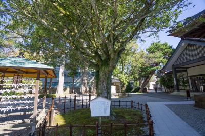 尾山神社 蚊母樹