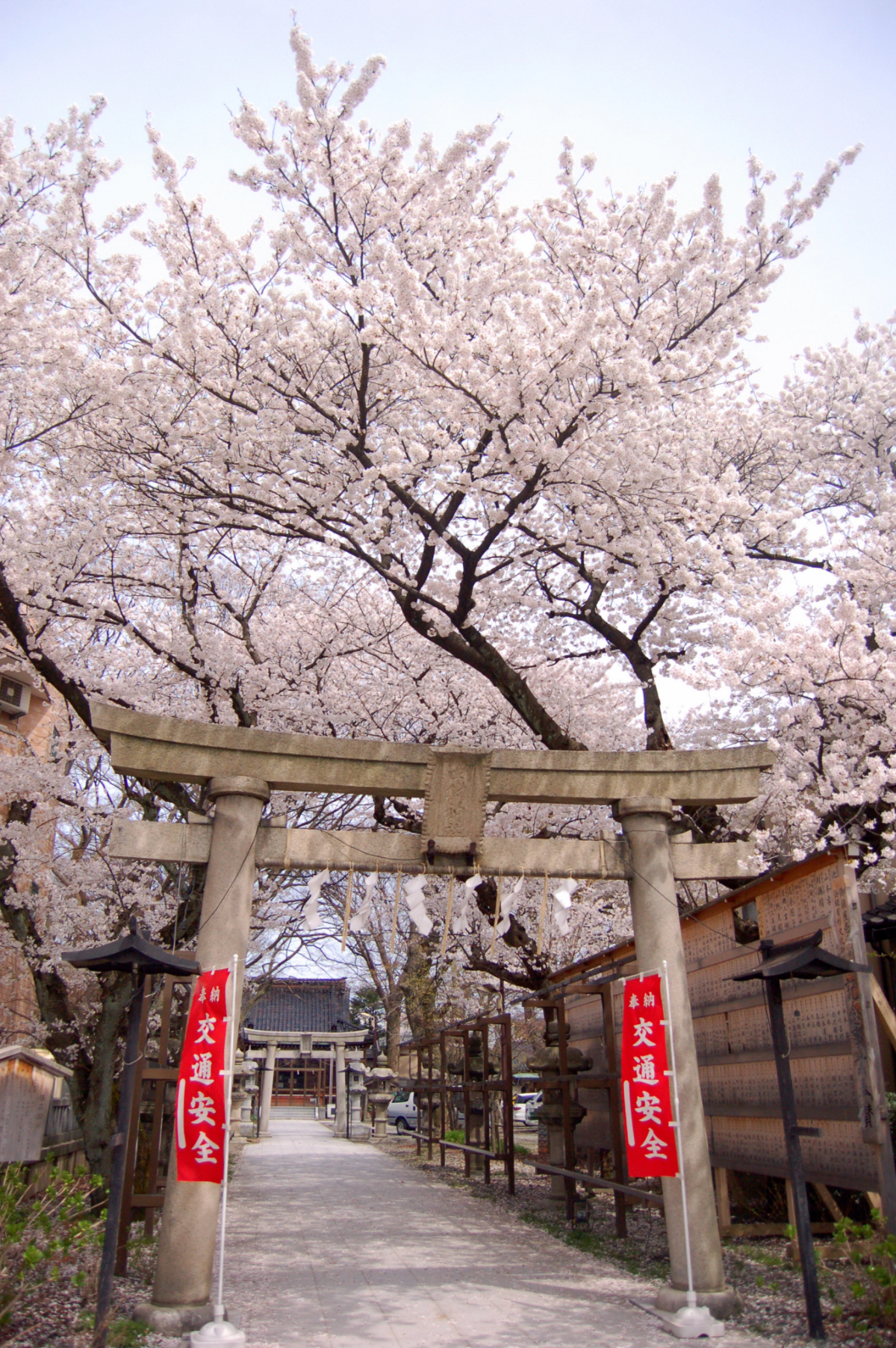 鳥居と桜
