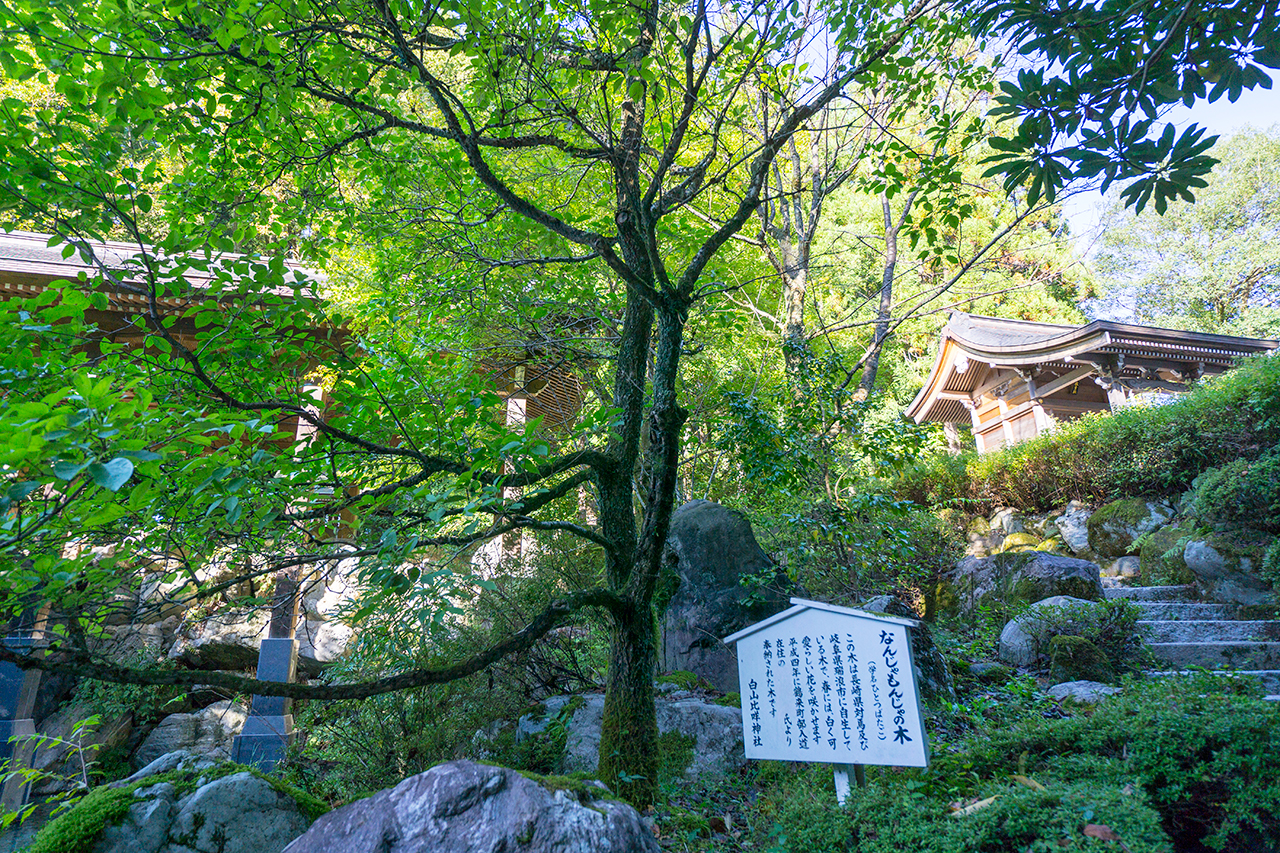 白山比咩神社 なんじゃもんじゃの木