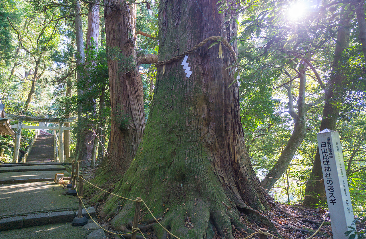 白山比咩神社 老杉