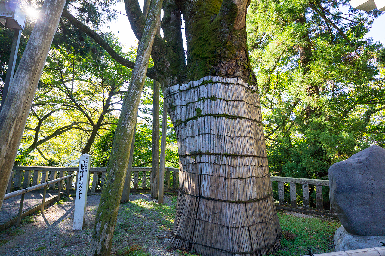 白山比咩神社 大ケヤキ