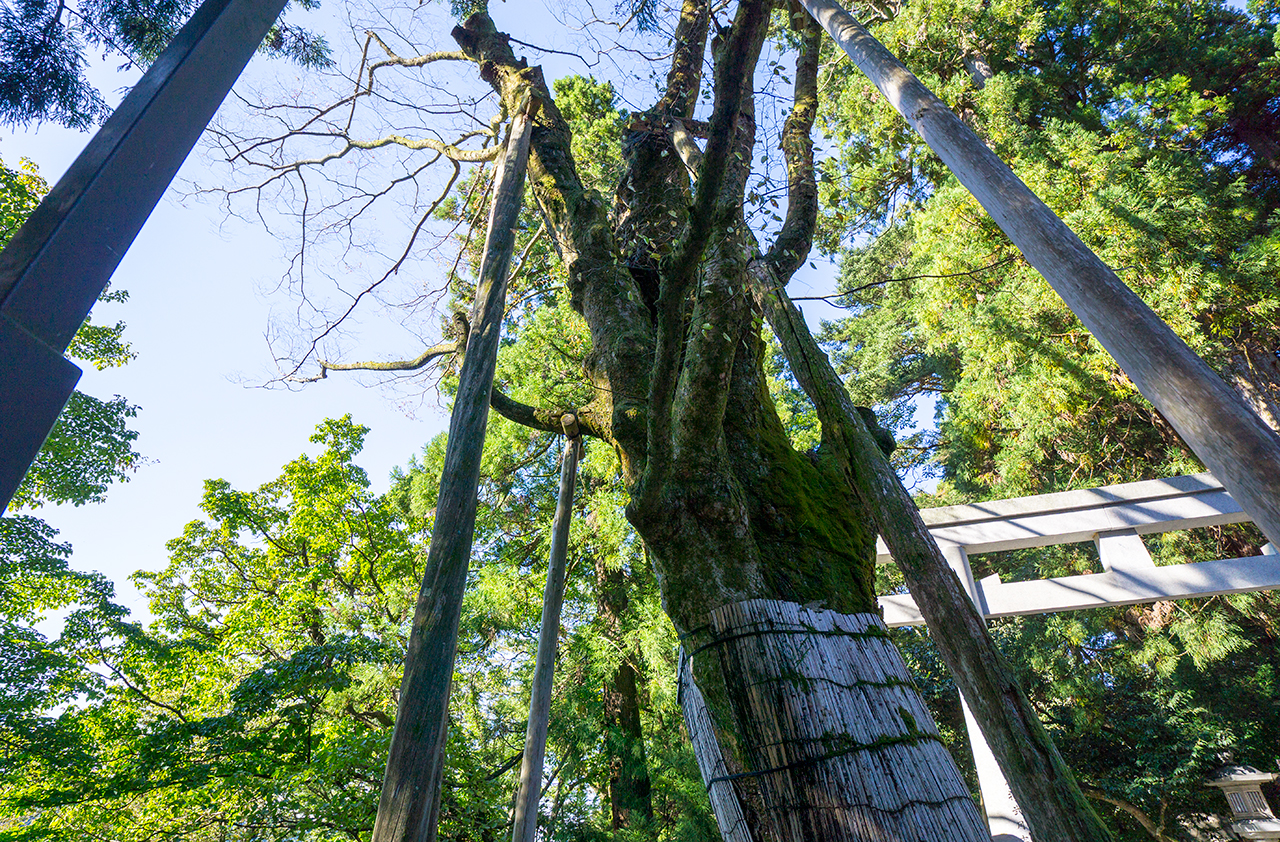 白山比咩神社  大ケヤキ 上部